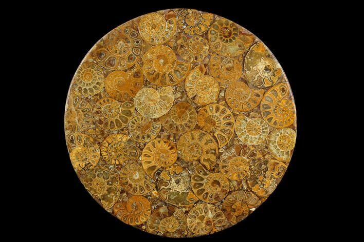 Composite Plate Of Agatized Ammonite Fossils #130580